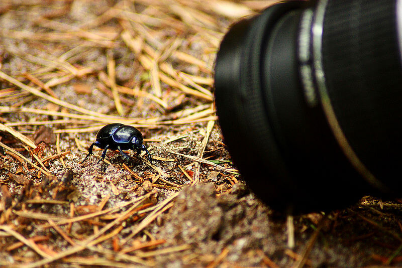 best photography tips for beginners like this image of a camera taking a close-up picture of a bug