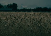 Windows 11 wheat field in front of red barn