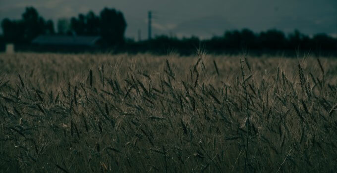 Windows 11 wheat field in front of red barn