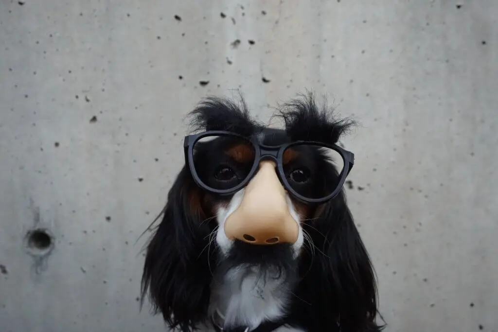 black and white dog with disguise eyeglasses in incognito mode