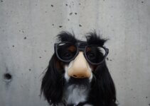 black and white dog with disguise eyeglasses in incognito mode