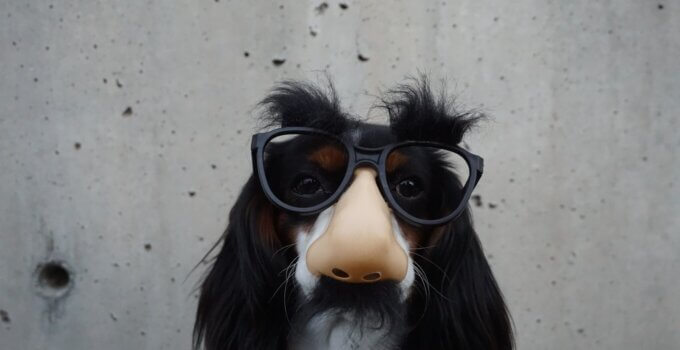 black and white dog with disguise eyeglasses in incognito mode